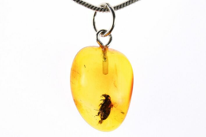 7 Polished Baltic Amber Pendant Necklace Contains Beetle